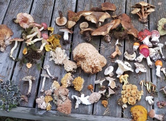 Découverte des champignons en forêt